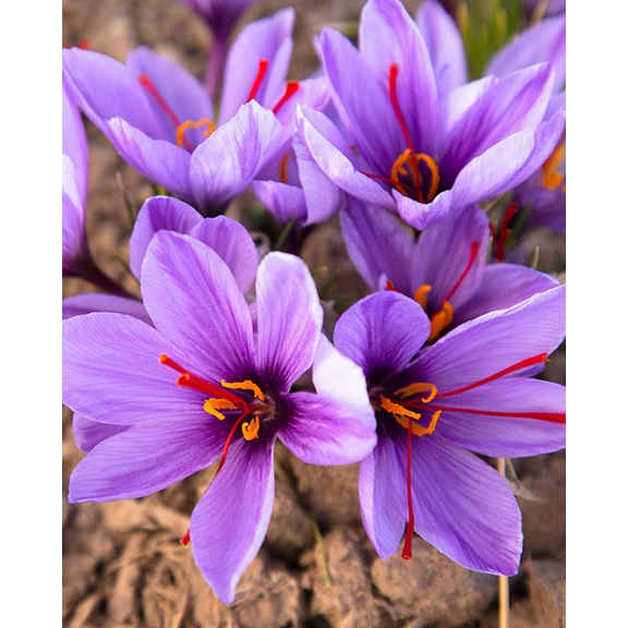 50 Saffron Seeds for Planting, Flower Saffron Crocus Seeds Rare Saffron Live for Outdoor Garden
