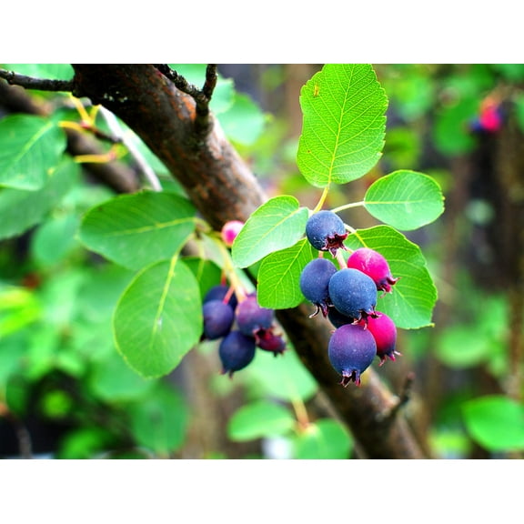 50 Saskatoon Serviceberry Seeds for Planting Amelanchier alnifolia, Seeds (Edible, Fall Color, Hardy) 50 Seeds to Grow