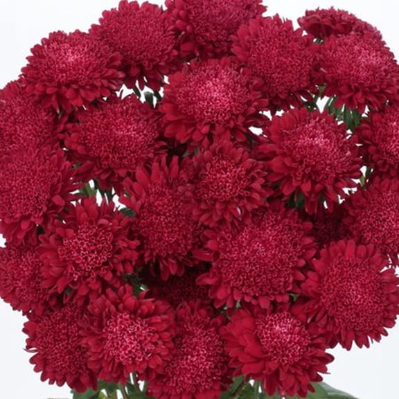 Scarlet Aster Flower Seeds 50 Count | China Aster Annual Garden Flowers for Borders & Cut Bouquets