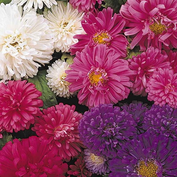 SeaStar China Aster Flower Seeds, 50 Count, Mixed Color Annual Garden Flowers