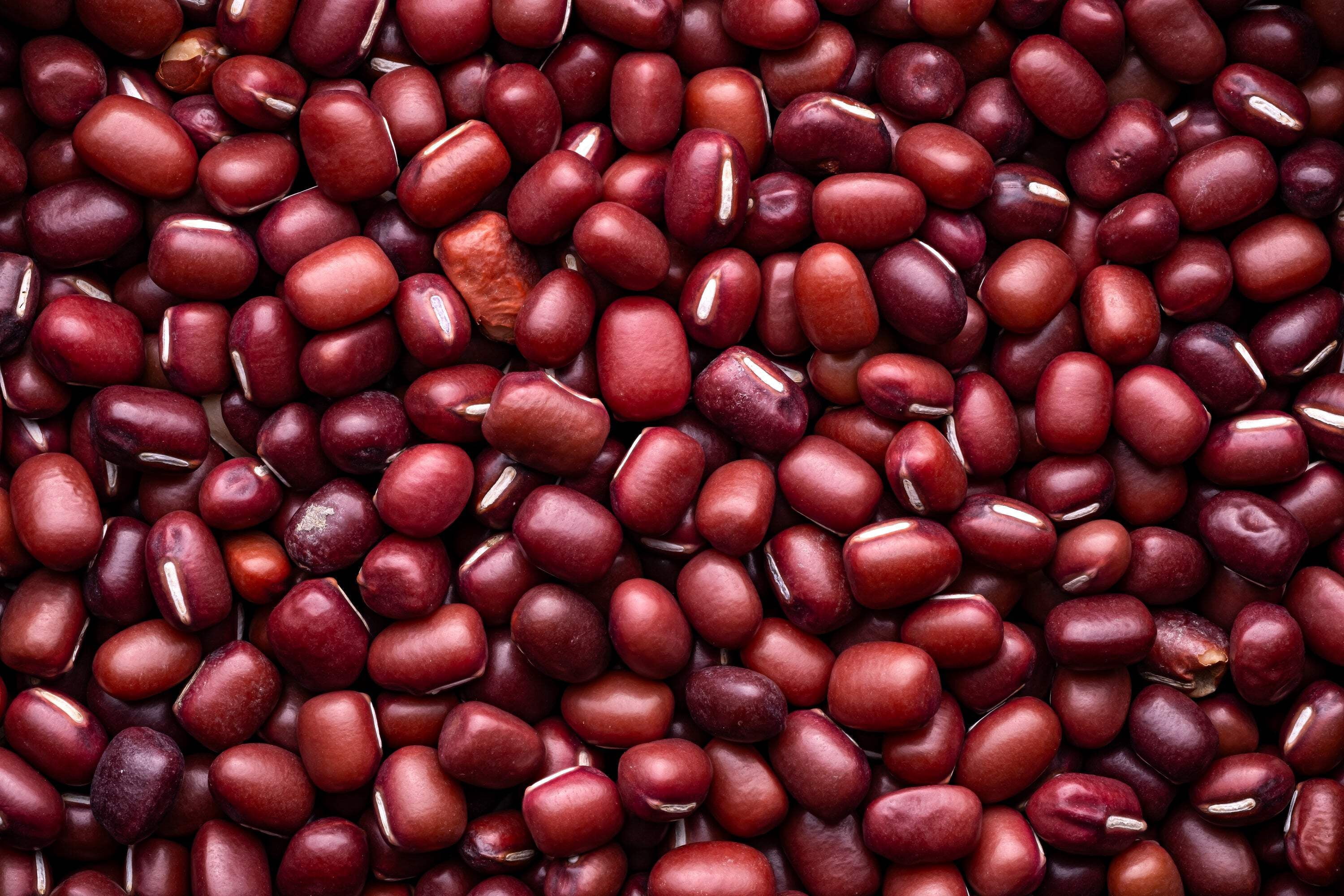 50 Seeds ADZUKI BEAN Aduki Red Bean Maroon Phaseolus Angularis Legume ...