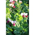 thumbnail image 1 of 50 Seeds AUSTRIAN WINTER PEA Caley Flower Pisum Sativum Ground Cover Crop Legume Seeds, 1 of 8
