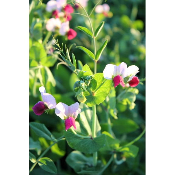 50 Seeds AUSTRIAN WINTER PEA Caley Flower Pisum Sativum Ground Cover Crop Legume Seeds