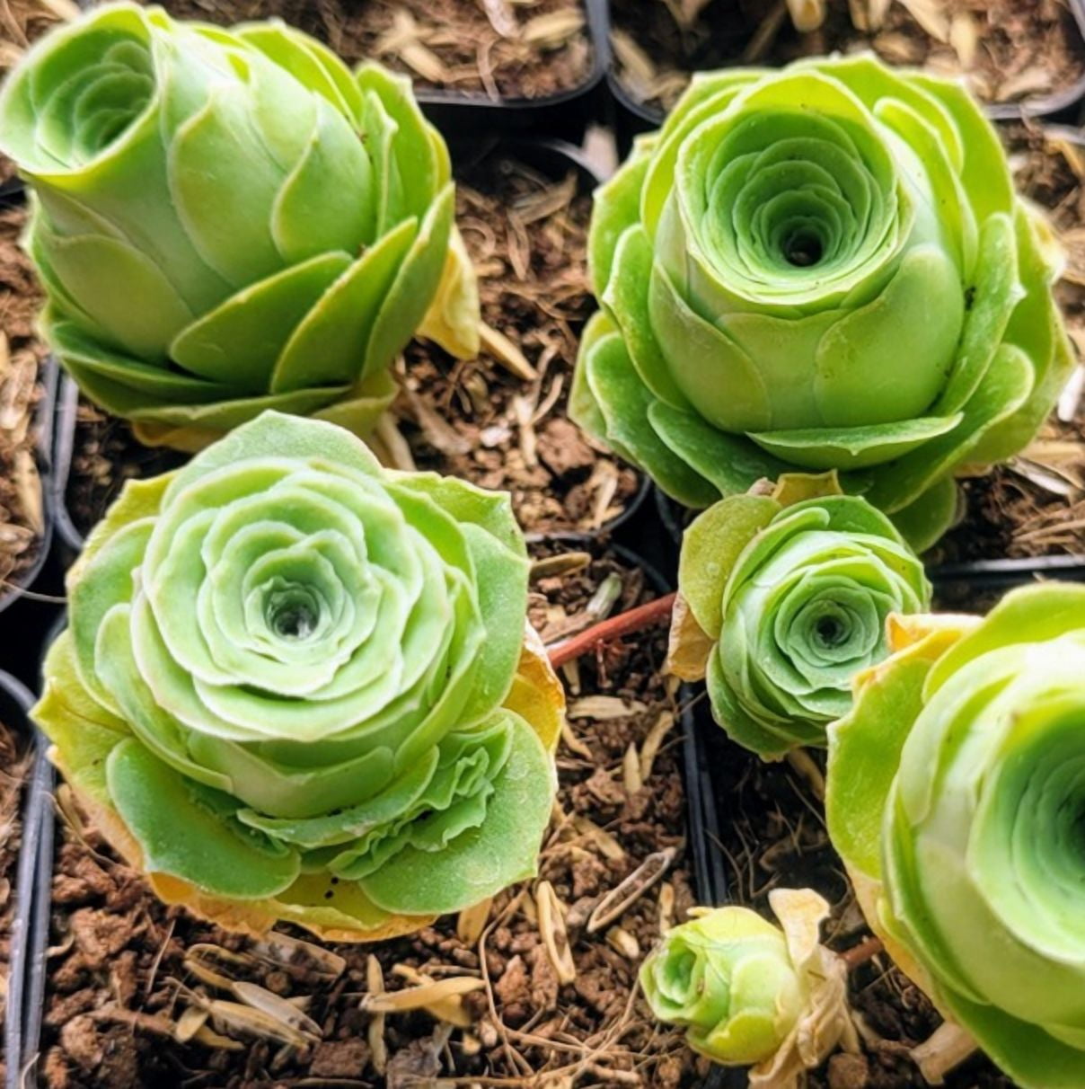 Rare Succulent Seeds