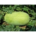 thumbnail image 1 of 50 *Seeds CHARLESTON GRAY WATERMELON Citrullus Lanatus Red Fruit Melon Seeds, 1 of 7