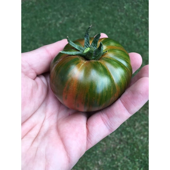 50 Seeds CHOCOLATE STRIPES TOMATO Brown with Green Lycopersicon Fruit Vegetable Seeds
