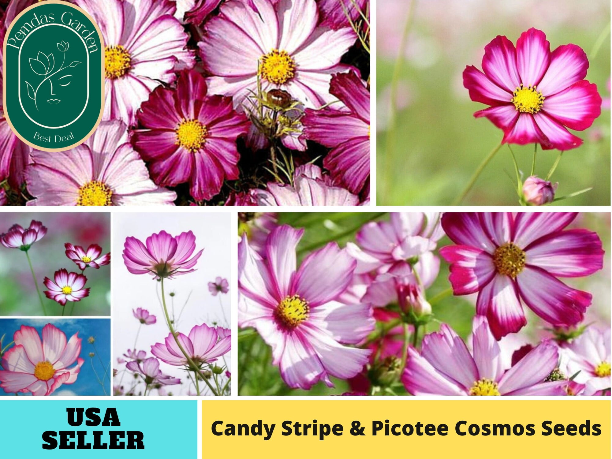 50+ Seeds| Candy Stripe & Picotee Cosmos Seeds ~ Authentic ~ GMO Free ...