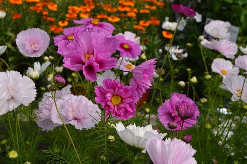 50 Cosmos Seeds, Annual Flower Mix, Pollinator Friendly for Gardens and Containers