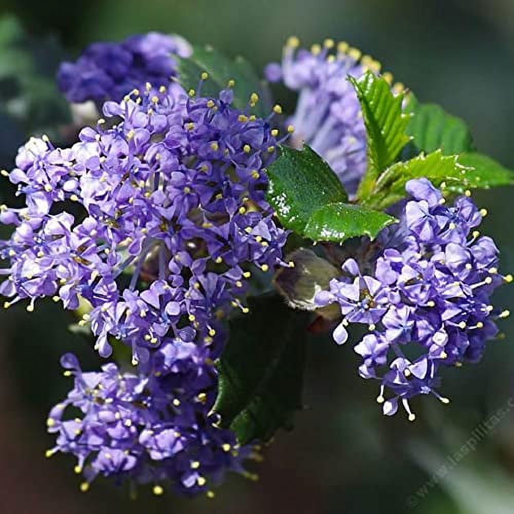 50 Seeds Creeping Ceanothus 'Remote Blue',Mountain Lilac, California