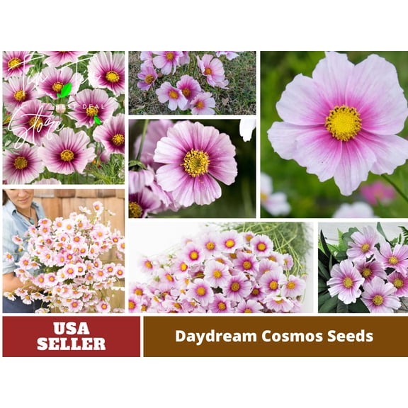 50+ Seeds| Daydream Cosmos Flower Seeds For Planting | Seeds, Herbal Seeds, Flower Seeds, GMO Free, Authentic Seed #L013
