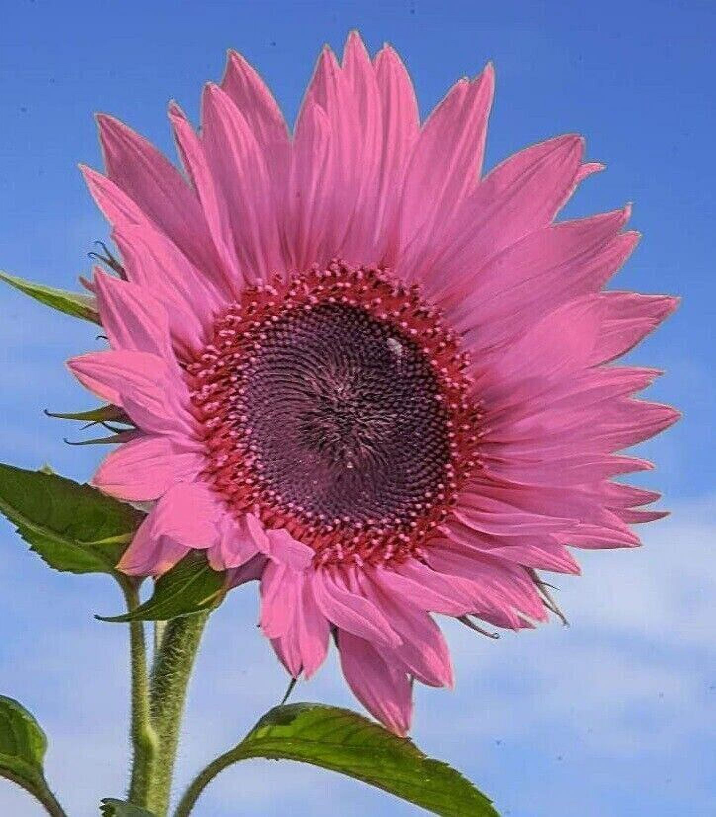 50+ Seeds Deep Pink Sunflowers Huge Planting Sunflower Garden Large