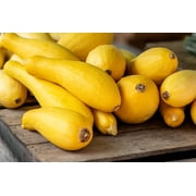 50 Seeds Early PROLIFIC STRAIGHTNECK SQUASH Yellow Summer Bush Heirloom