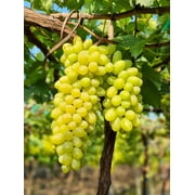 50 *Seeds GREEN (Dessert / Table) GRAPE Vitis Vinifera Fruit Vine Seeds