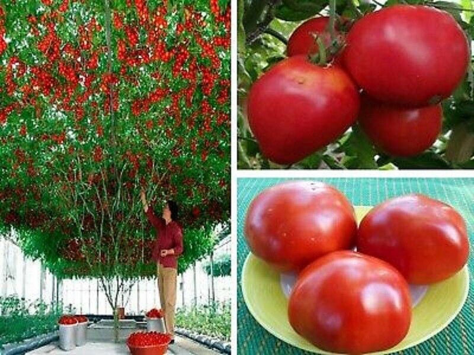 50 Seeds Giant Tree Tomato Hybrid Heirloom Vegetable Garden Tomatoe