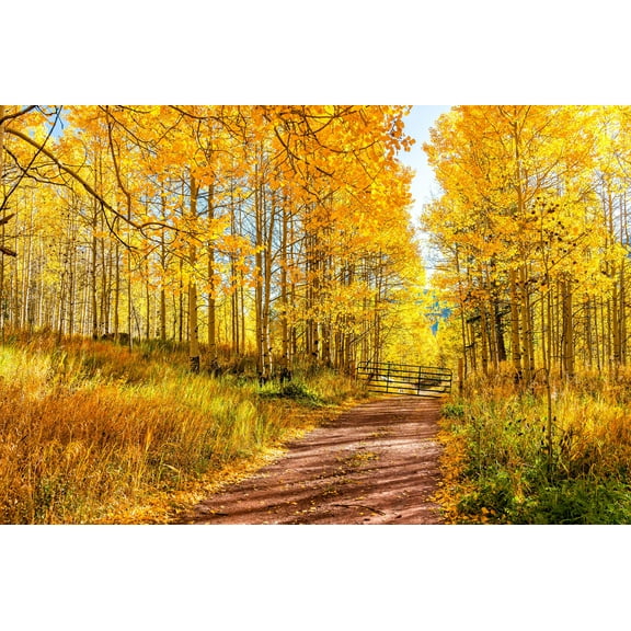 50 * Seeds Golden QUAKING ASPEN TREE Populus Tremuloides White Bark Yellow Falll