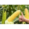 thumbnail image 1 of 50 Seeds HONEY SELECT CORN Sweet Yellow S.E. Sh2 Zea Mays Vegetable Seeds, 1 of 7