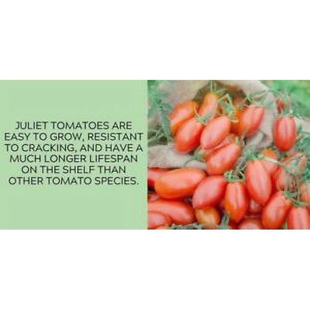50+ Seeds JULIET Tomato Juicy Vegetable Planting Garden Tomatoes