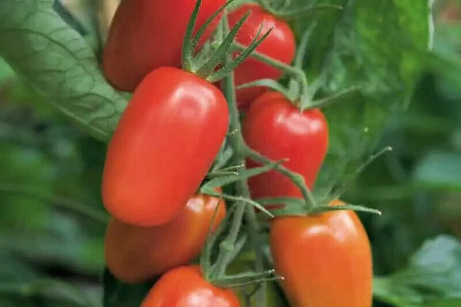 50+ Seeds JULIET Tomato Vegetable Garden Planting Tomatoe USA
