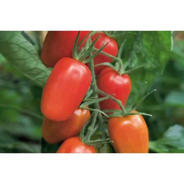 50+ Seeds JULIET Tomato Vegetable Garden Planting Tomatoe USA
