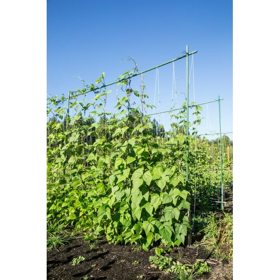 50 Seeds KENTUCKY WONDER Pole BEAN Phaseolus Vulgaris Vegetable Seeds