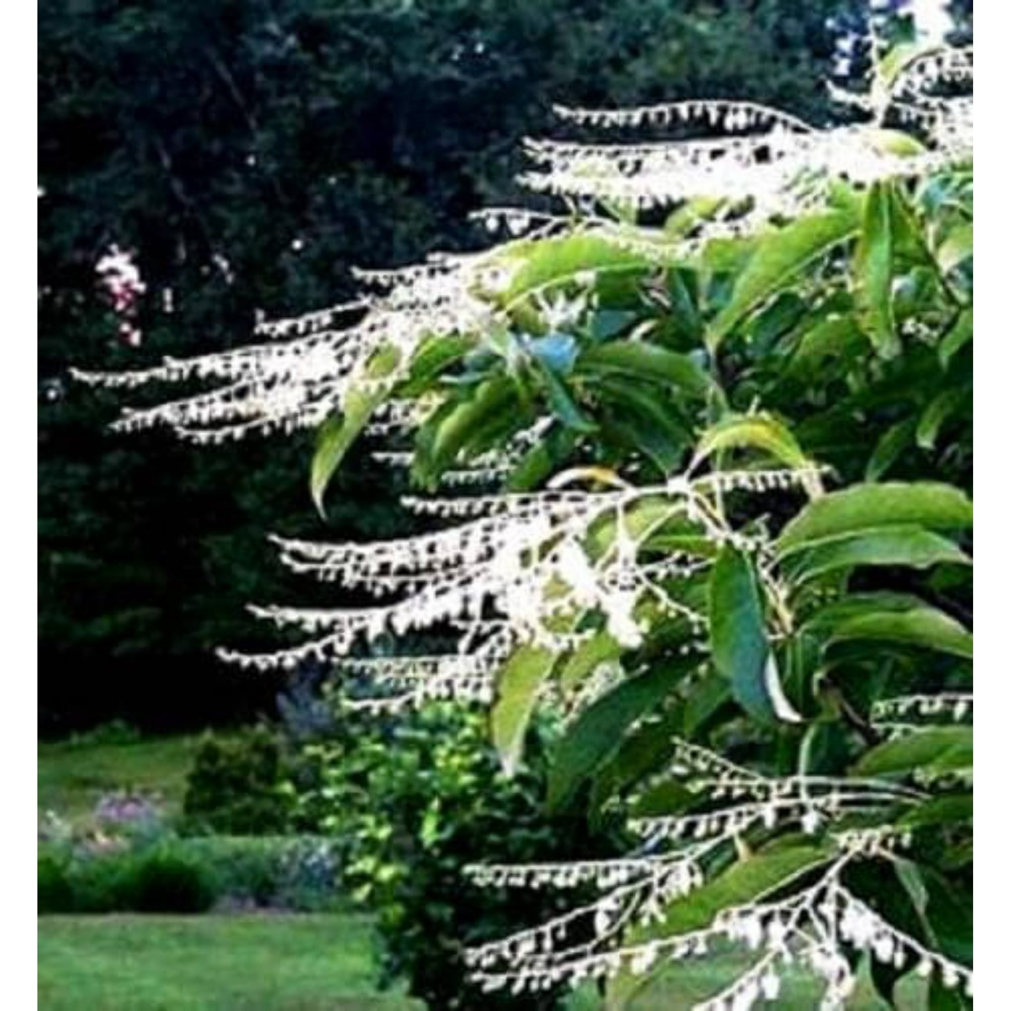 Seedville CZ Grain Lily of The Valley Bulbs for Planting