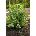 thumbnail image 1 of 50 Seeds LOVAGE Levistucum Officinale - Flavor like celery & anise - Herb Flower, 1 of 9
