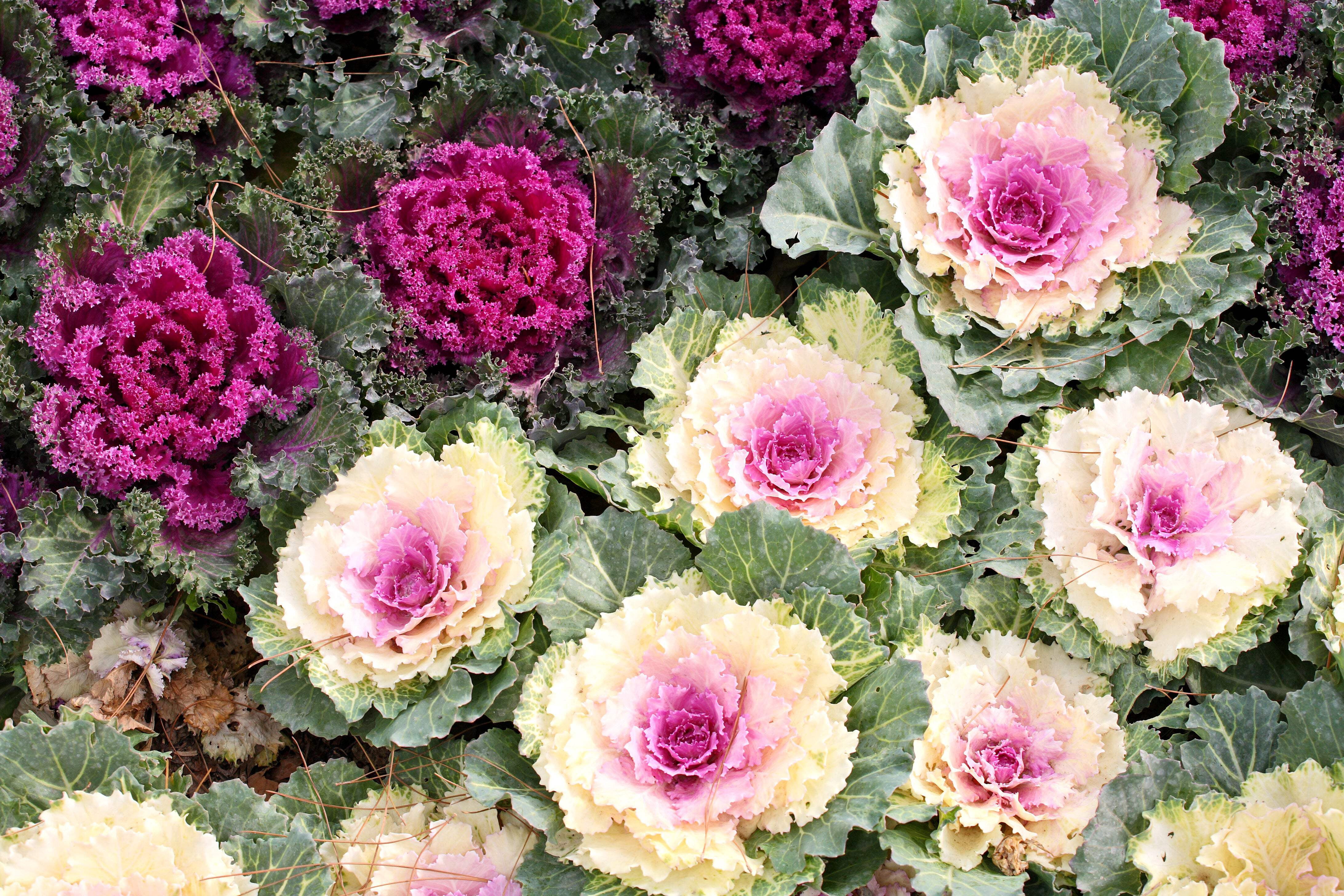 Ornamental Cabbage Mix Planting Pack, 50 Seeds, Flowering Brassica ...