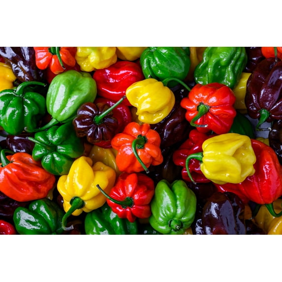 50 *Seeds Mixed HOT HABANERO PEPPER Red Orange White Brown Mix Capsicum Chinense