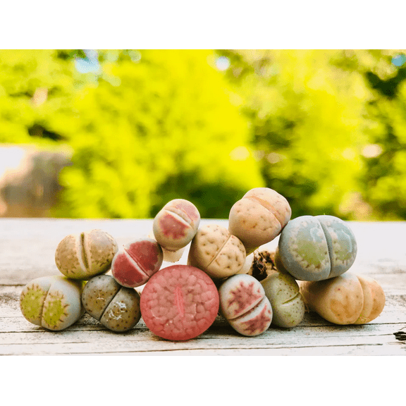 50 Seeds Mixed Lithops for Planting, Living Stone Succulents Plant for Indoor Outdoor, Easy to Grow