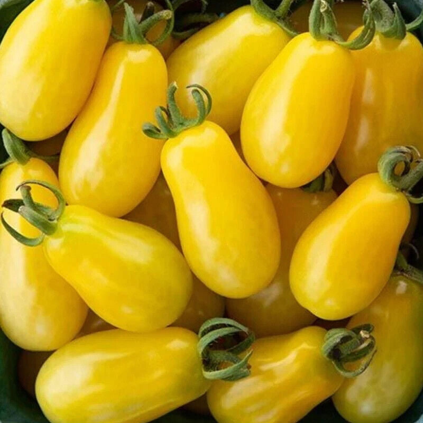 50 Seeds Moonbeam Tomato Hybrid Heirloom Vegetable Garden Edible Food