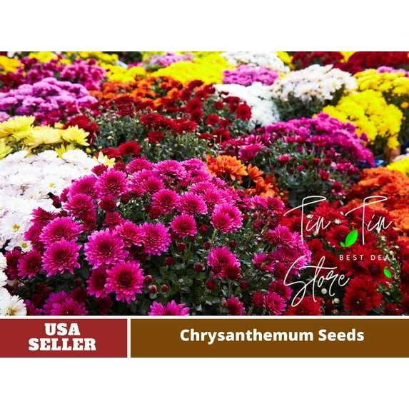 50 Seeds-Multi-Color Ground-cover Chrysanthemum Seeds-#M001-Authentic Seeds-Rose seeds-Herb seeds-Vegetable Seeds-Mix Seeds for Plant- B3G1