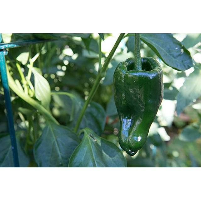 50 Seeds Organic Pasilla Ancho Poblano Pepper, chile relleno verde ...