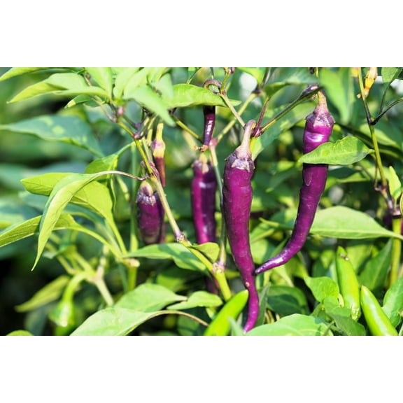 50 * Seeds PURPLE CAYENNE PEPPER Capsicum Annuum Vegetable Seeds