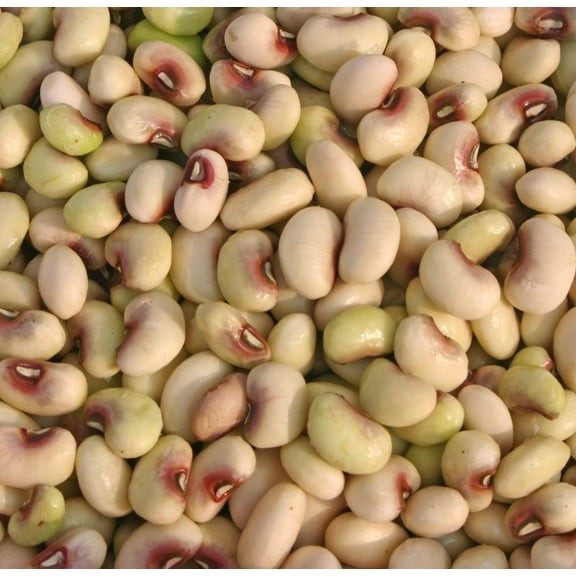 50 Seeds PURPLE PINKEYE COWPEA Southern Cow Pea Crowder Vigna Unguiculata Vegetable Legume Seeds