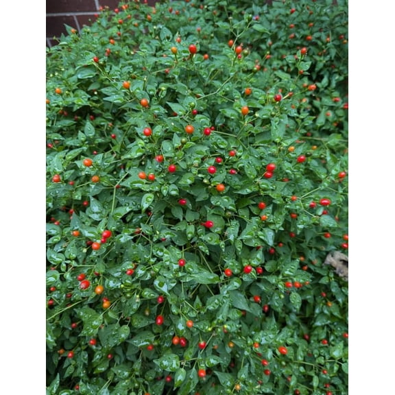 50 Seeds Pequin Chili Pepper Seeds for Planting, Red Hot Peppers Vegetables Seeds