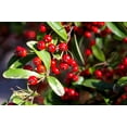 thumbnail image 1 of 50 *Seeds RED CHOKEBERRY Aronia Arbutifolia White Flower Fruit Shrub Seeds, 1 of 10