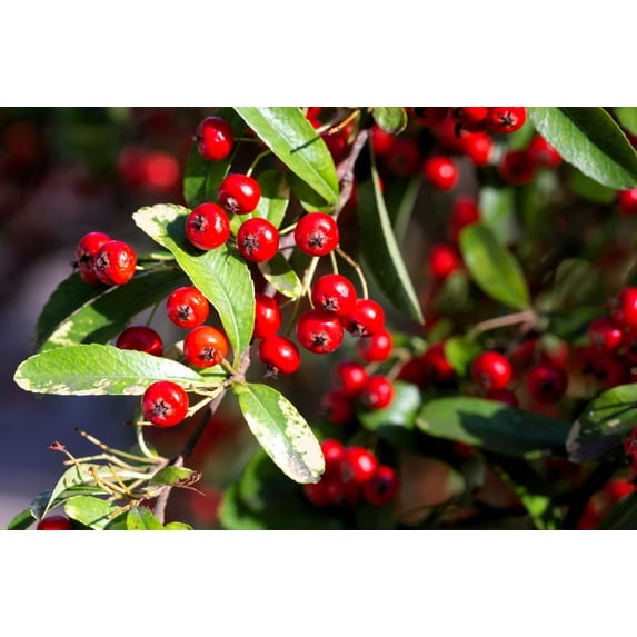 50 *Seeds RED CHOKEBERRY Aronia Arbutifolia White Flower Fruit Shrub Seeds