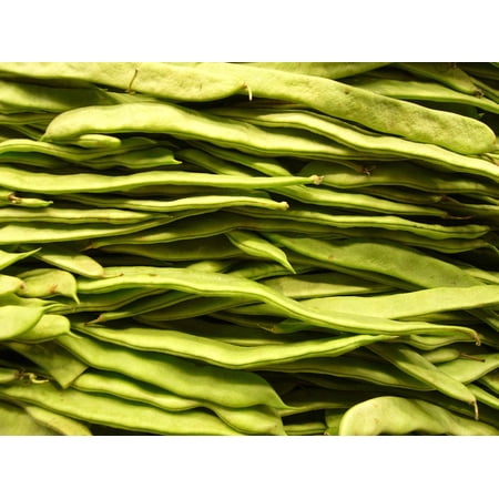 50 Seeds ROMANO BUSH BEAN Italian Flat Green Pod Phaseolus Vulgaris Vegetable Seeds