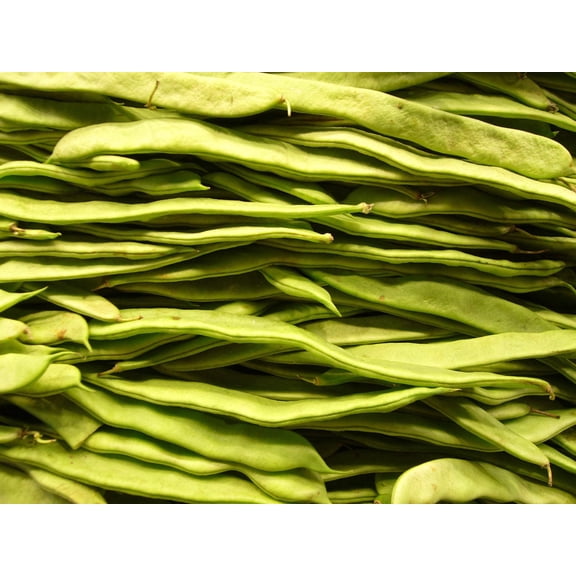50 Seeds ROMANO BUSH BEAN Italian Flat Green Pod Phaseolus Vulgaris Vegetable Seeds
