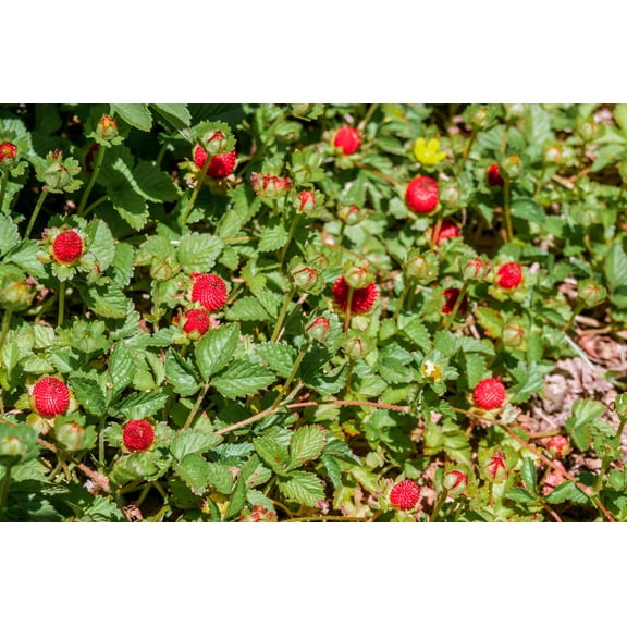 50 Seeds - Red Indian TUTTIFRUTTI STRAWBERRY Duchesnea Indica Flower Berry Fruit Seed