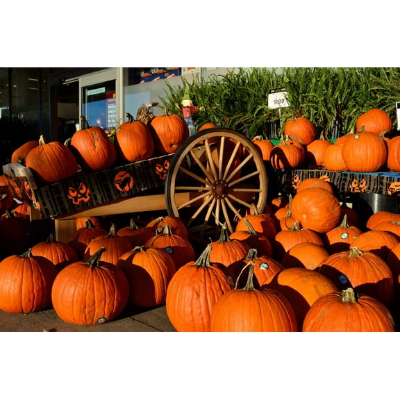 50 Seeds SPOOKIE PUMPKIN aka Deep Sugar Pie Pumpkin Cucurbita Pepo Vegetable Seeds