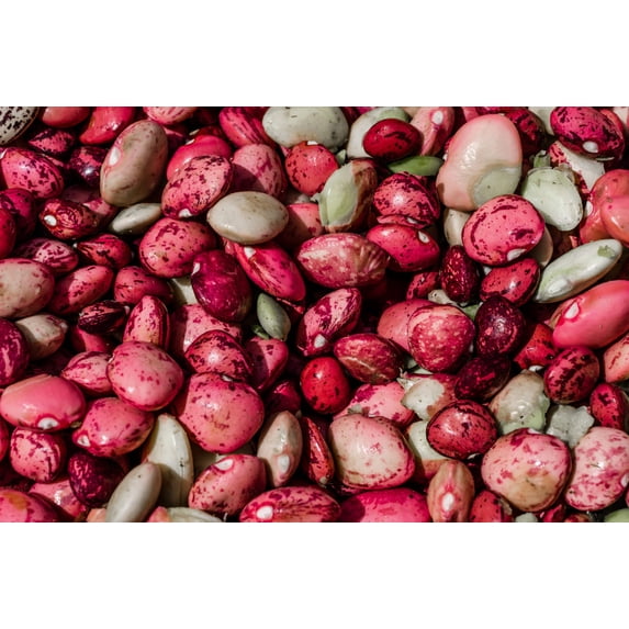 50 Seeds Speckled Dixie BUTTERPEA LIMA BEAN Phaseolus Vulgaris Bush Vegetable Seeds