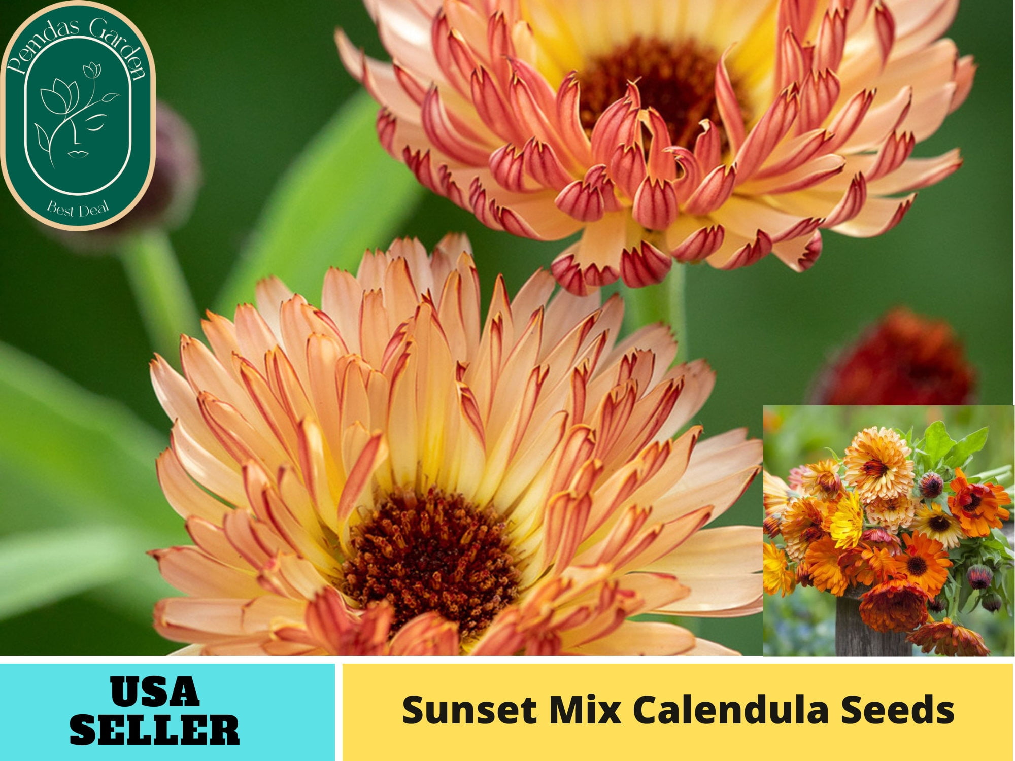 50+Seeds Sunset Mix Calendula Seeds Authentic Seeds Perennial