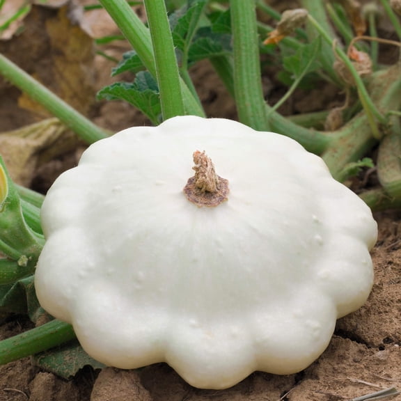 50 Seeds WHITE Bush SCALLOP SQUASH (Patty Pan / Paty Pan / Squanter Squash) Summer Cucurbita Pepo Vegetable Seeds