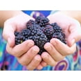 thumbnail image 1 of 50 Seeds WHITEBARK Black RASPBERRY Blackcap Rubus Leucodermis Fruit Berry, 1 of 10