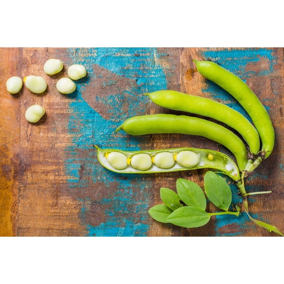 50 Seeds White DIXIE LIMA BEAN Butterpea Phaseolus Vulgaris Vegetable Seeds
