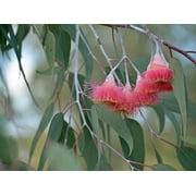 Silver Princess Gum Eucalyptus Seeds   50 Perennial Tree Flower Seeds for Outdoor Garden Planting