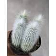 thumbnail image 1 of 50 Silver Torch Cactus Seeds - Cleistocactus strausii Cacti Seeds - Ships from Iowa, USA - Grow Exotic Succulent Cacti Bonsai, 1 of 4