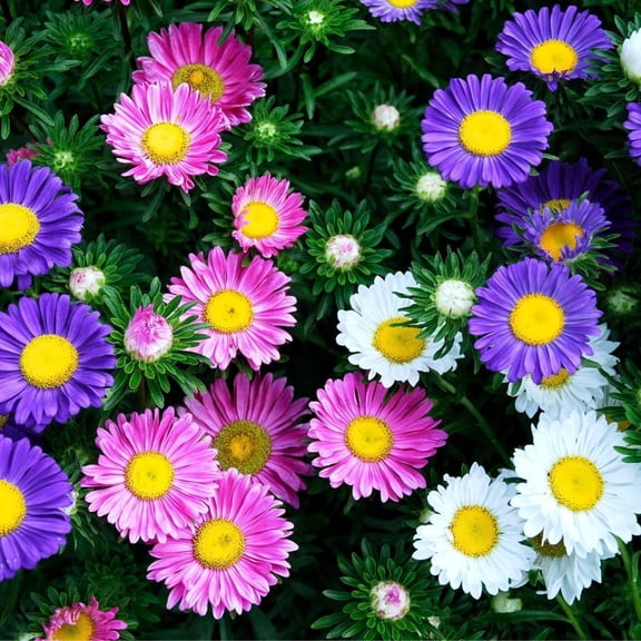 50 Single Rainbow Aster Flower Seeds  China Aster Annual Garden Flower Seeds for Colorful Summer & Fall Blooms