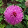 thumbnail image 1 of 50 Sleeping Grass Seeds, 1 of 2